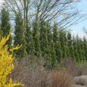 American Pillar Arborvitae